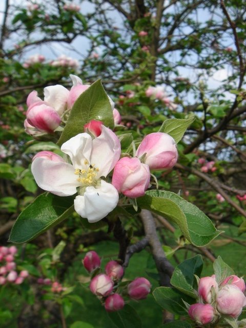 Malus pumila 'Aurea'